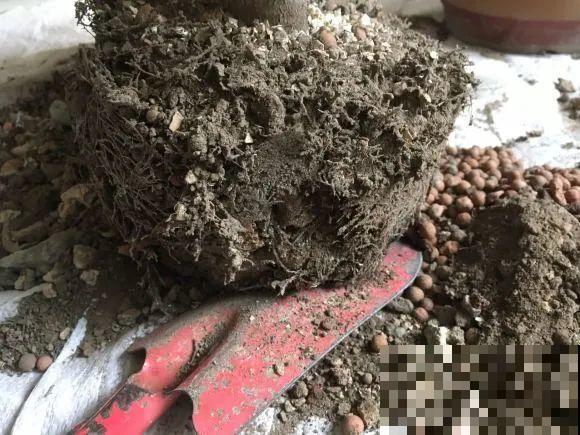 养花不一定要用大花盆，8种花要换小盆，挤着养才能长好