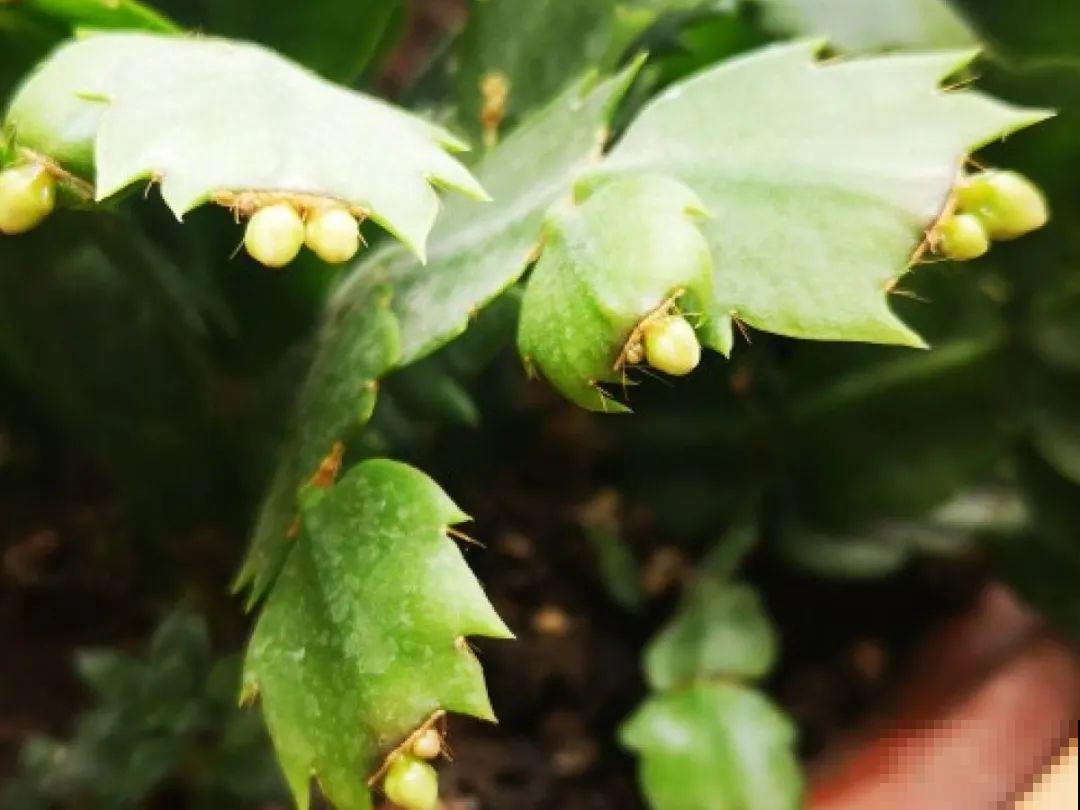 三伏已过,这花可以处理了,晚了错过开花! 三伏已过,这花可以处理了,晚了错过开花!