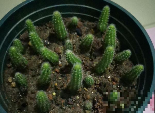 长得最快的多肉，满盆毛毛虫，开花比月季还艳！