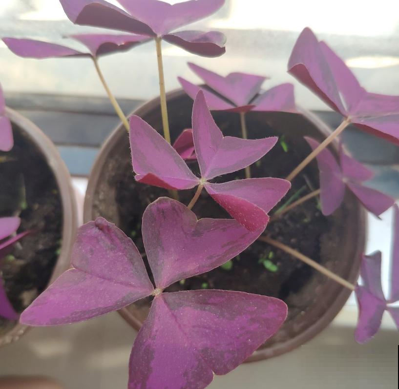 酢浆草不是三叶草,傻傻分不清?叫错名字惹笑话! 酢浆草不是三叶草,傻傻分不清?叫错名字惹笑话!