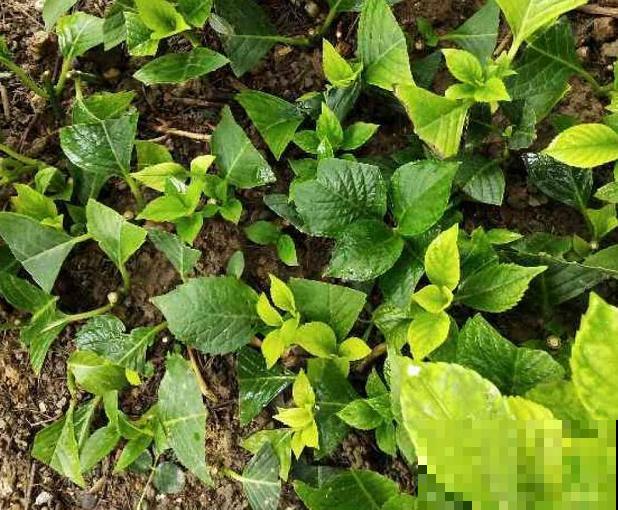 天凉最适合扦插,绣球随便剪根枝,插水里都能活! 天凉最适合扦插,绣球随便剪根枝,插水里都能活!