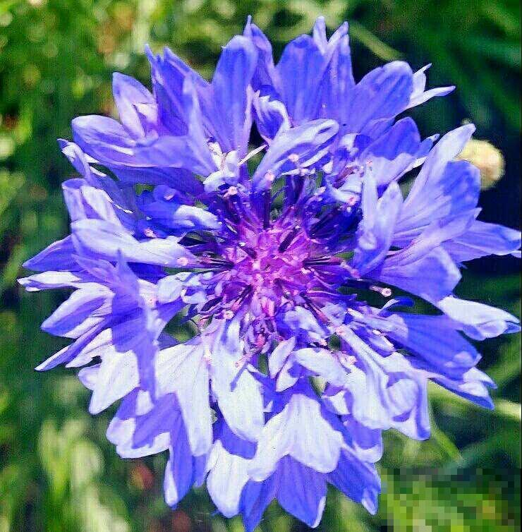 常见的8种花,竟然是国花,长见识了! 常见的8种花,竟然是国花,长见识了!