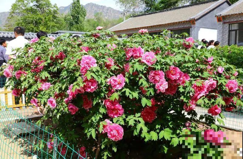 407岁古树，熊孩子玩火烧坏，只剩树皮还能活？