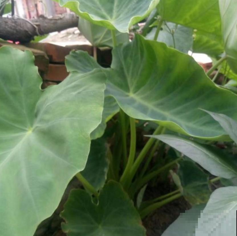 滴水观音不敢养?别怕,芋头扔土里种起来,比滴水观音还美! 滴水观音不敢养?别怕,芋头扔土里种起来,比滴水观音还美!