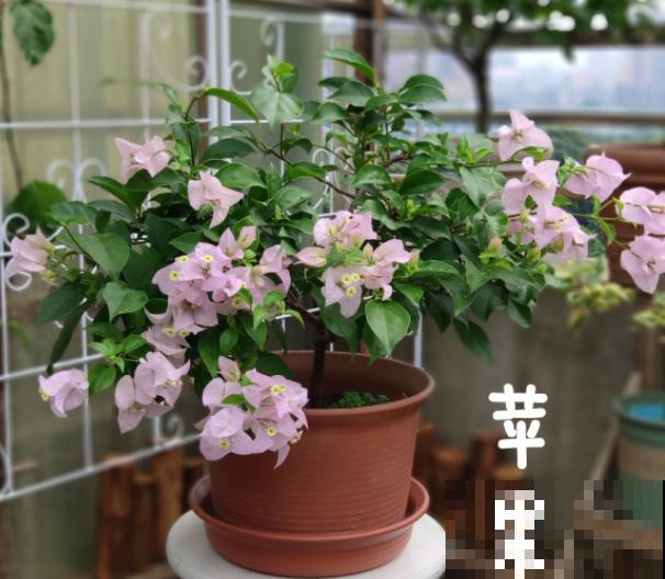 养花在精不在多,一盆精品,胜过10盆普通花! 养花在精不在多,一盆精品,胜过10盆普通花!