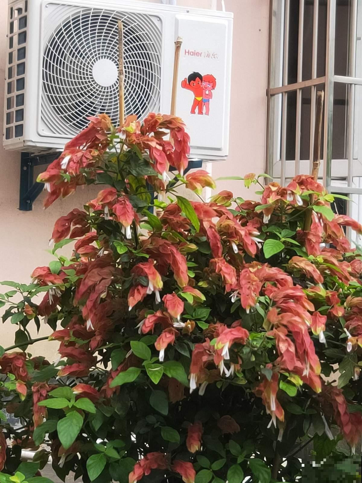 虾衣花不用买,在家就能繁殖,方法多样,总有一种适合你! 虾衣花不用买,在家就能繁殖,方法多样,总有一种适合你!