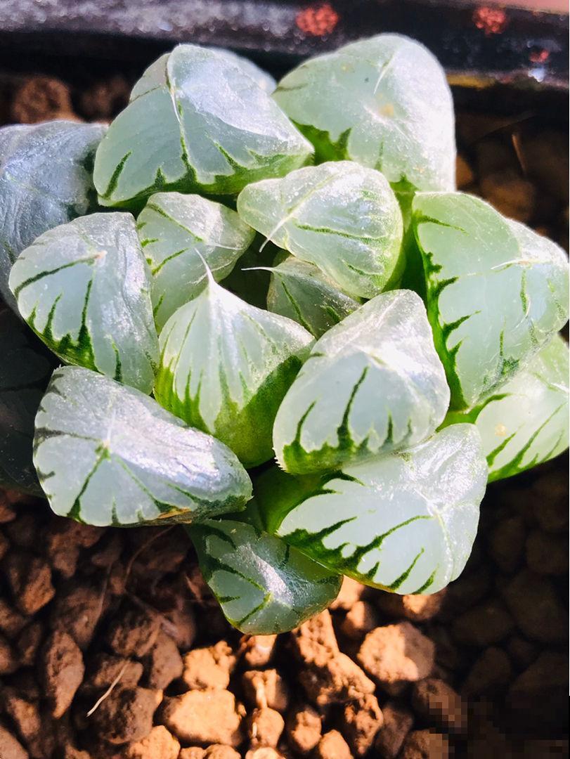 家里养玉露，扣个塑料瓶，立马水晶透亮