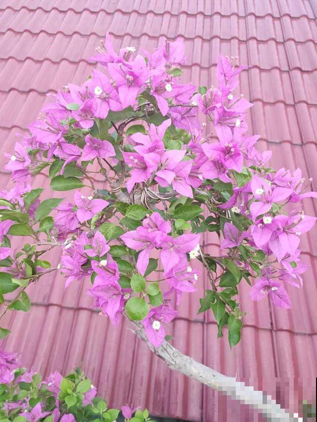 三角梅养在绿化带,呼呼蹿成大花树,养家里却不长个 三角梅养在绿化带,呼呼蹿成大花树,养家里却不长个