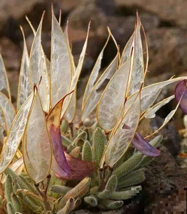 9种罕见又美妙的植物,你要认识一种,我都承认你厉害! 9种罕见又美妙的植物,你要认识一种,我都承认你厉害!