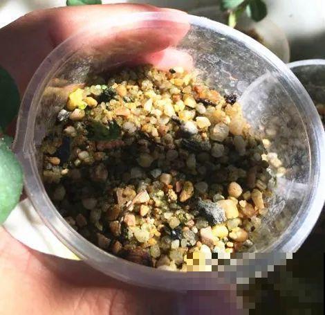 扦插有啥难？1根吸管，插活6盆花，太简单了！