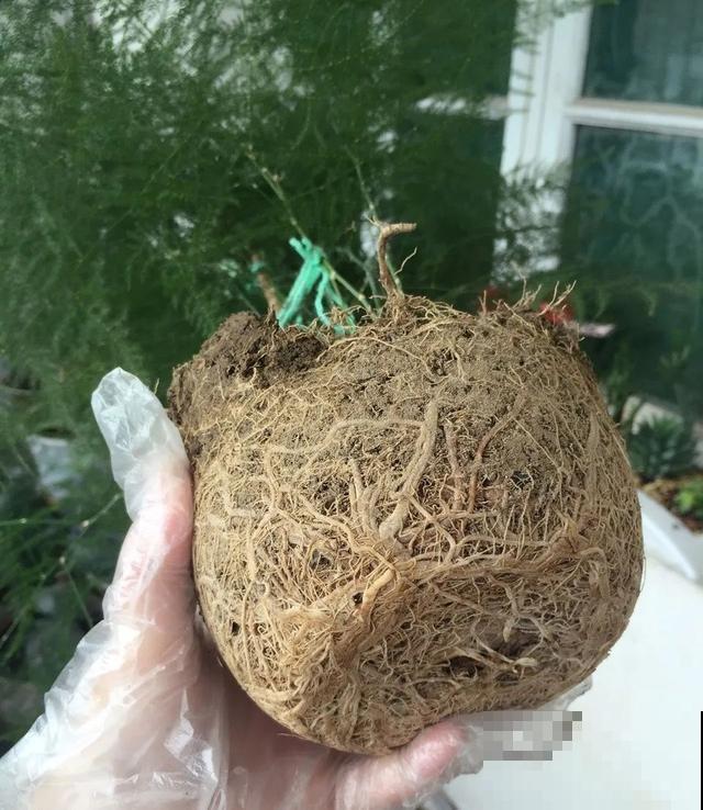 8种花换盆,换好了生一堆,换错立马死! 8种花换盆,换好了生一堆,换错立马死!