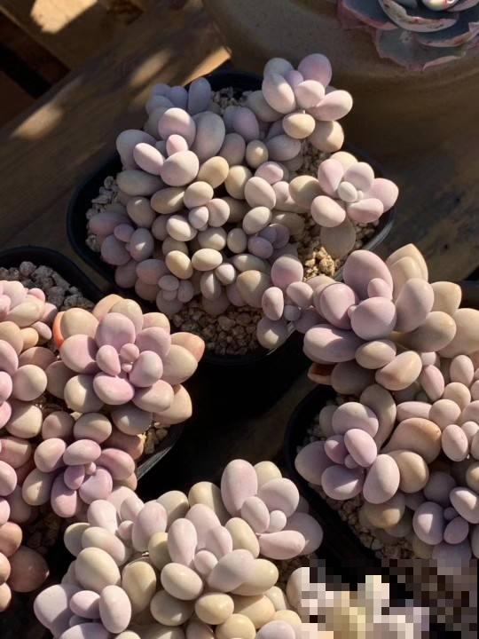 秋天养桃蛋,多晒太阳少浇水,长成胖乎乎的肉墩子 秋天养桃蛋,多晒太阳少浇水,长成胖乎乎的肉墩子