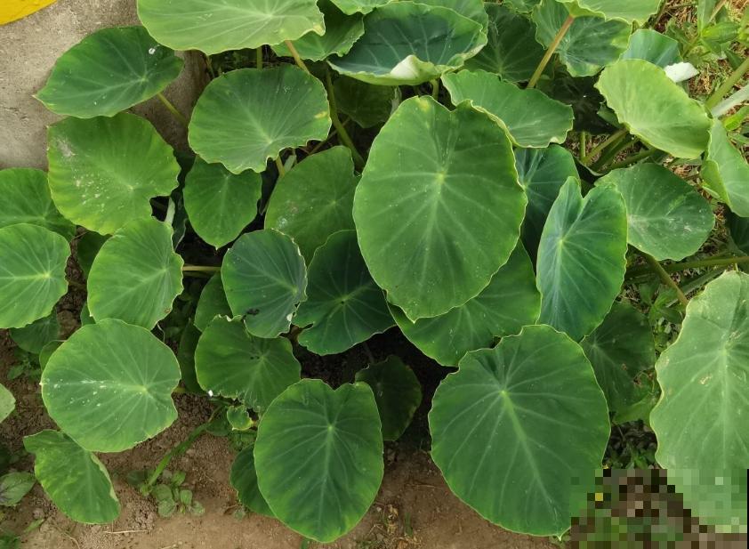 滴水观音不敢养?别怕,芋头扔土里种起来,比滴水观音还美! 滴水观音不敢养?别怕,芋头扔土里种起来,比滴水观音还美!