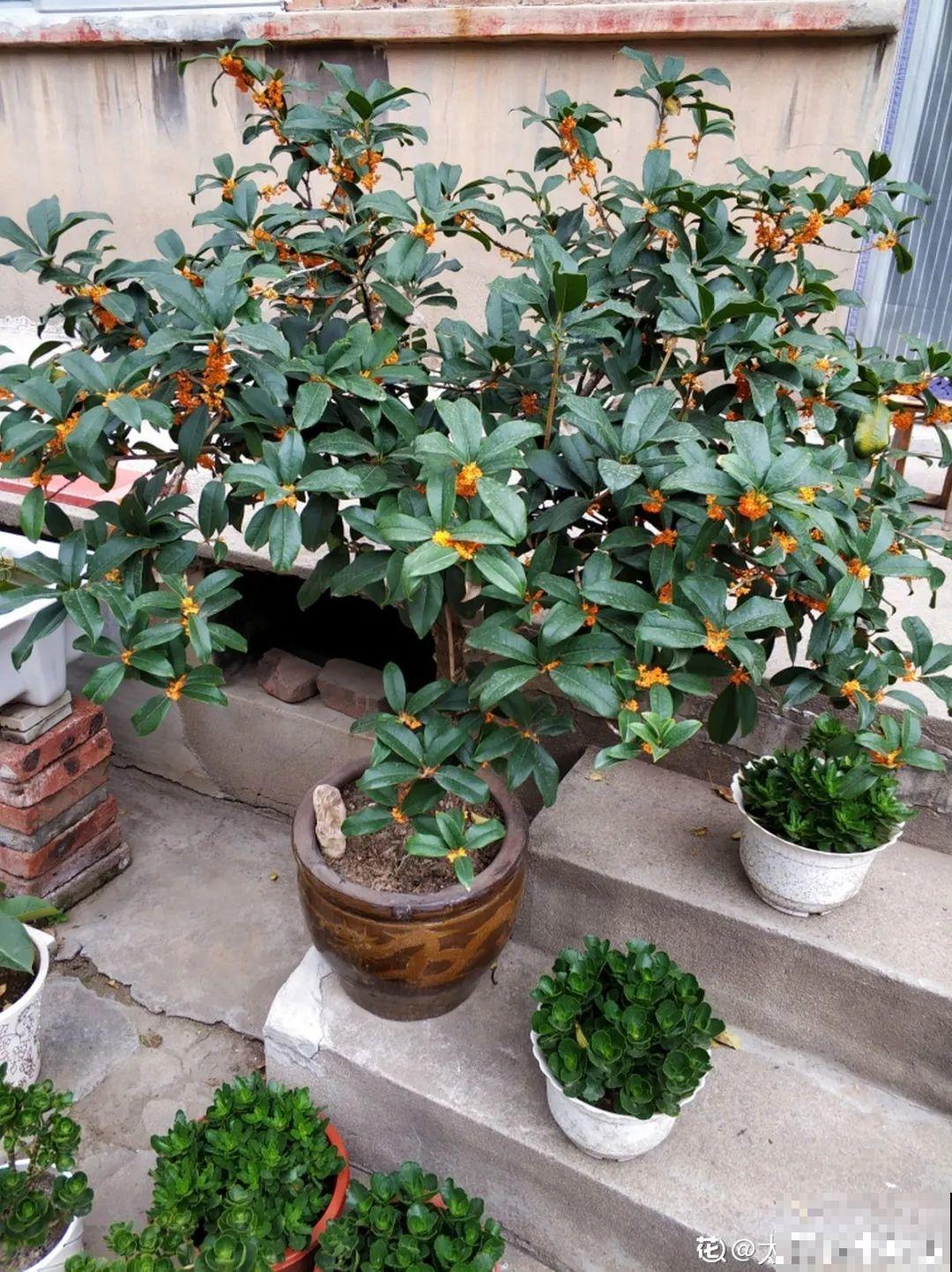 11种花,下个月就开花,现在养护是关键! 11种花,下个月就开花,现在养护是关键!