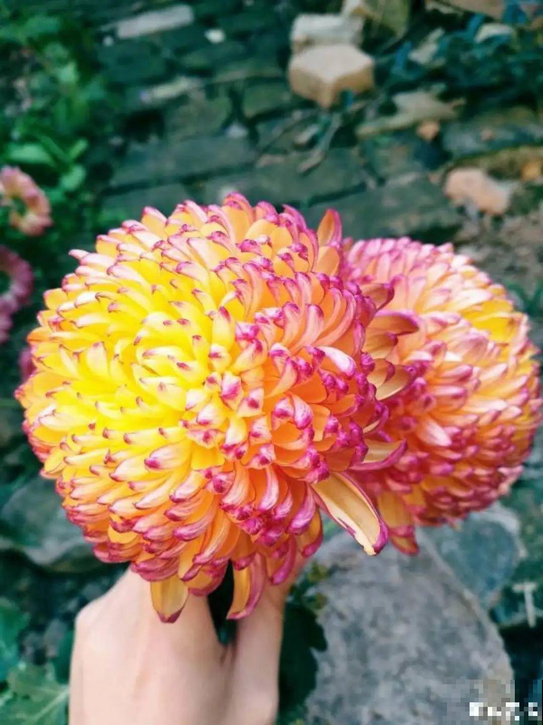 10种“好运花”，中国人最爱养，图个吉祥如意！