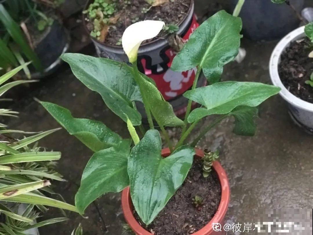 看图猜花名，100道题，测你的养花天分！