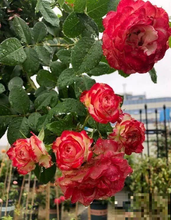 我在公司养300盆花，老板没批评，还帮忙拍照！