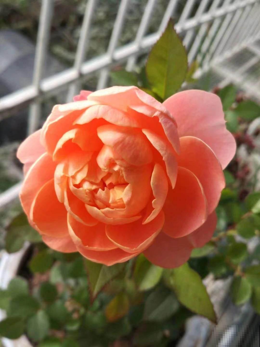 新手养花，牢记5个“坑”，也能把花养爆盆