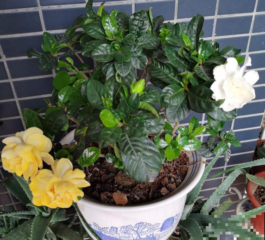 养花不要贪多，只选一个最好的品种，随便养养就爆盆！