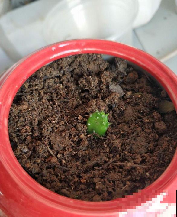 摆上这些北欧风的网红植物,家里想不高大上都难! 摆上这些北欧风的网红植物,家里想不高大上都难!