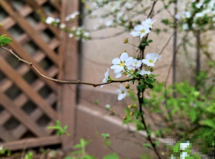 想省事就养雪柳，花美好养活，“懂事”到让人心疼！