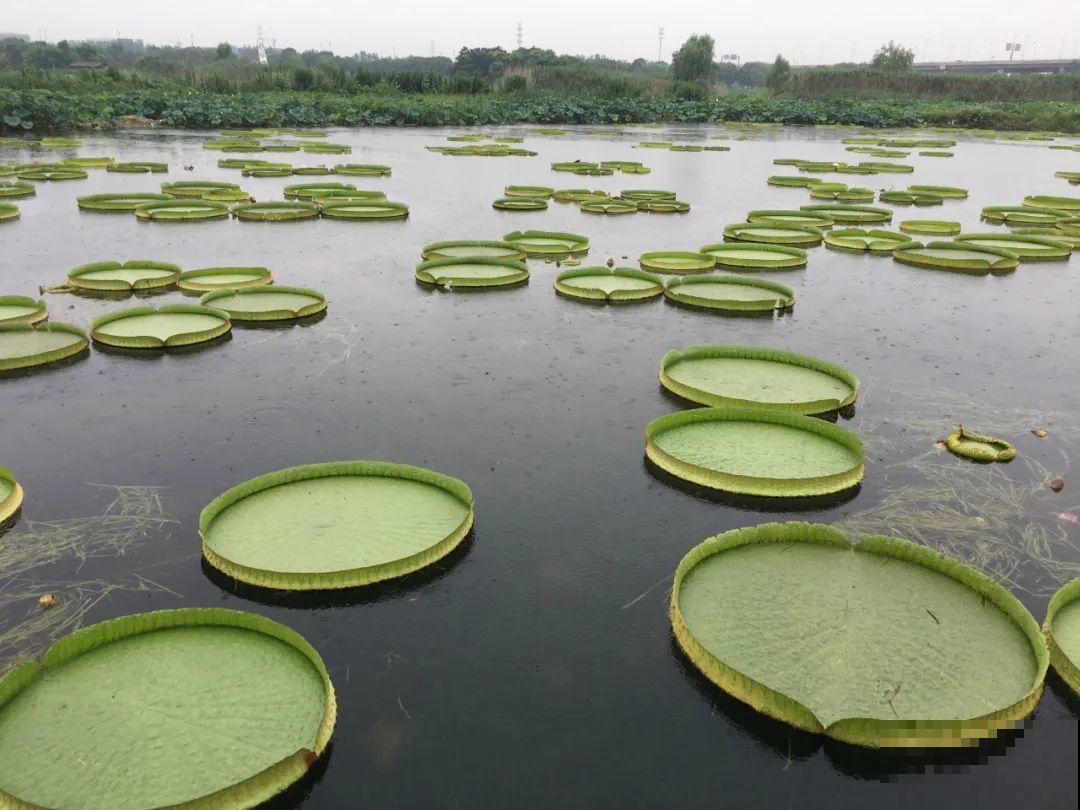 比人还大的植物叶,感受一下来自大自然的神奇! 比人还大的植物叶,感受一下来自大自然的神奇!