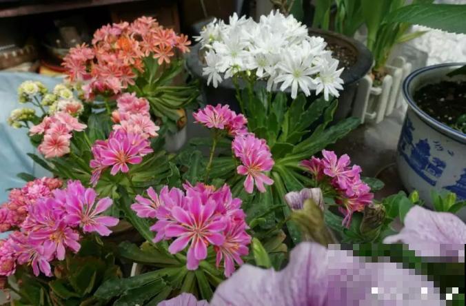 都说多肉开花要剪掉,这种多肉千万别剪,看的就是花! 都说多肉开花要剪掉,这种多肉千万别剪,看的就是花!