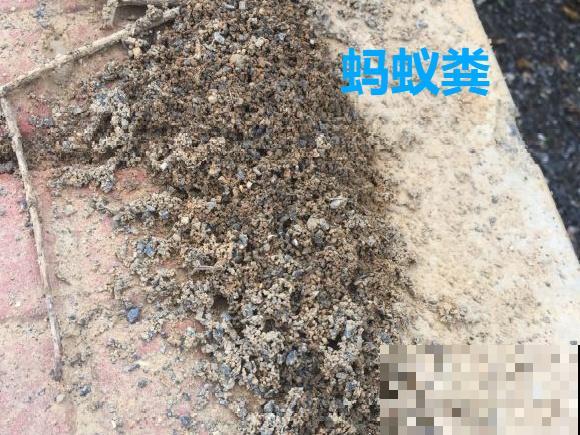 路边不起眼的是宝贝,捡到养花就是宝,养花多年不换盆! 路边不起眼的是宝贝,捡到养花就是宝,养花多年不换盆!