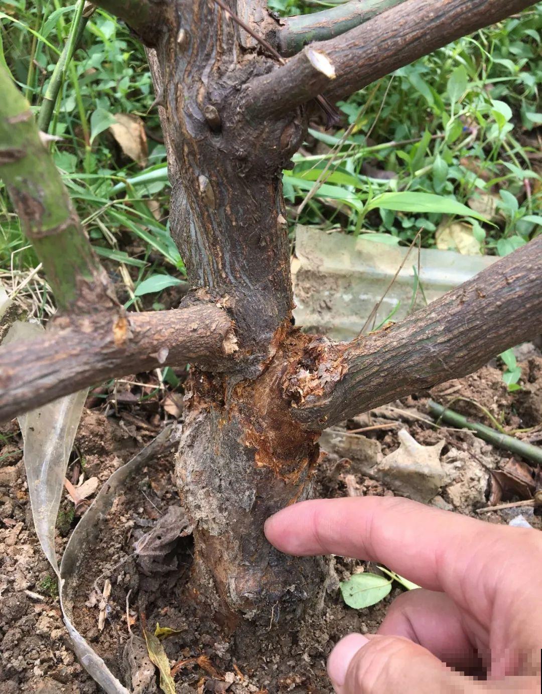 秋凉容易生虫子，月季招来害虫，必须赶紧换盆