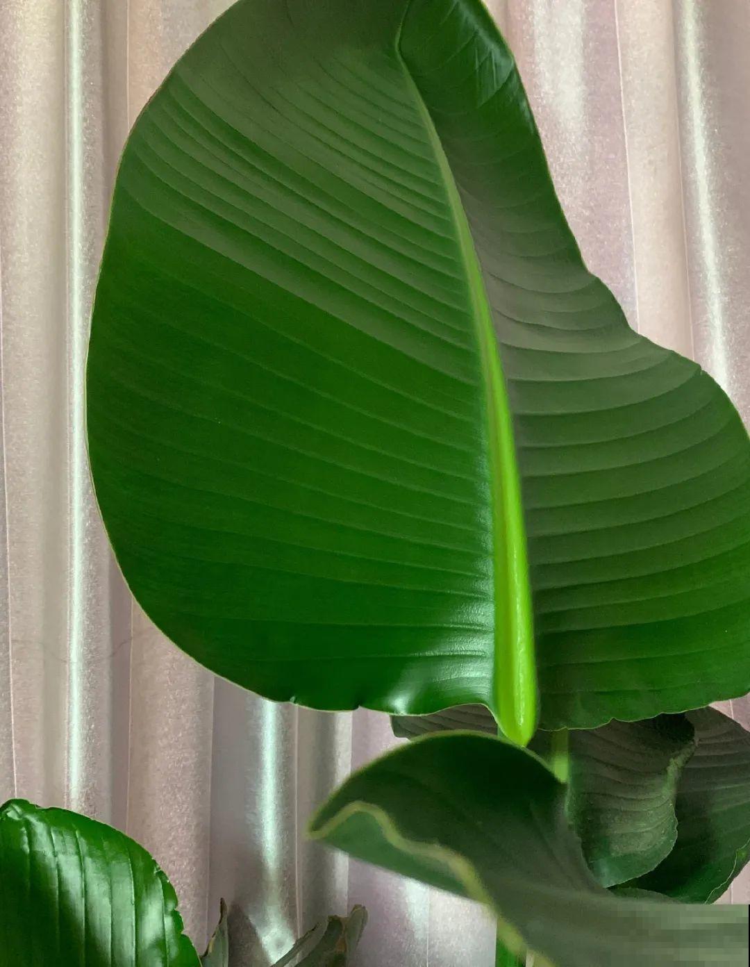 客厅摆盆它，叶子竖着长，有品位、上档次！