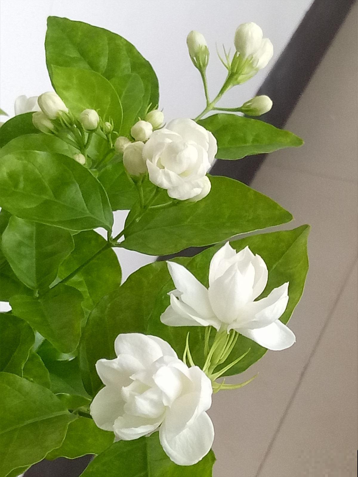 家里养茉莉，使劲晒多浇水，开花香飘十里