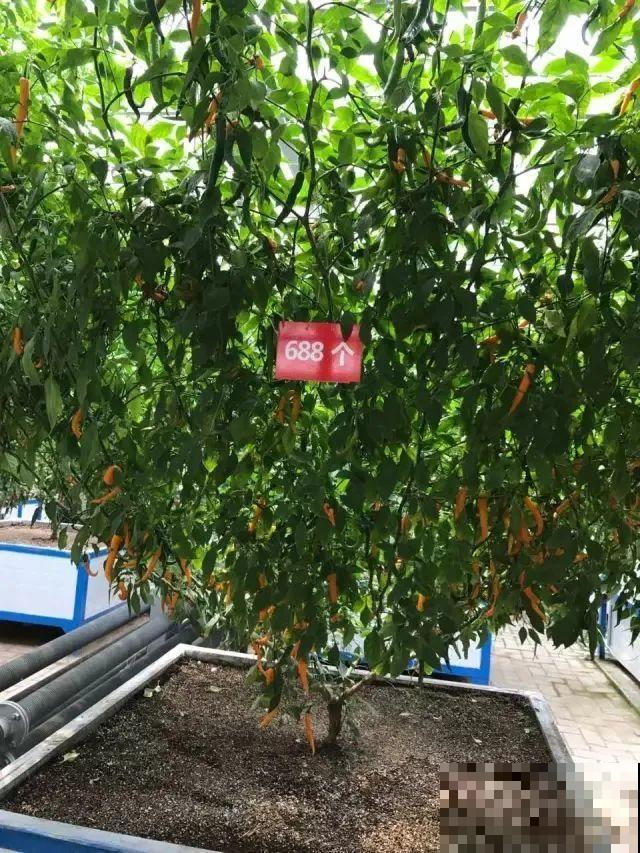 农村大姐，种出1.5米大冬瓜，我看谁还敢说矮！