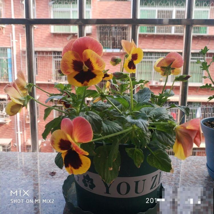 三色堇能开3种颜色,开花就像小蝴蝶,能开一秋天 三色堇能开3种颜色,开花就像小蝴蝶,能开一秋天