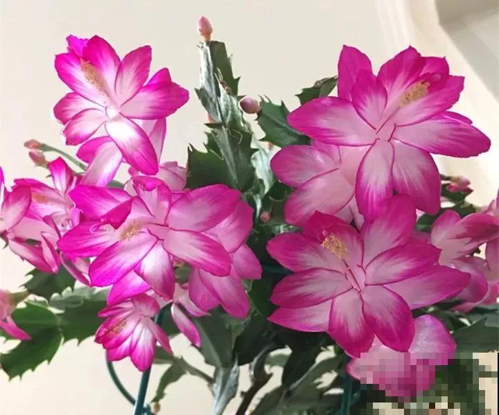 蟹爪兰就得现在嫁接,高温高湿,三两天就活了! 蟹爪兰就得现在嫁接,高温高湿,三两天就活了!