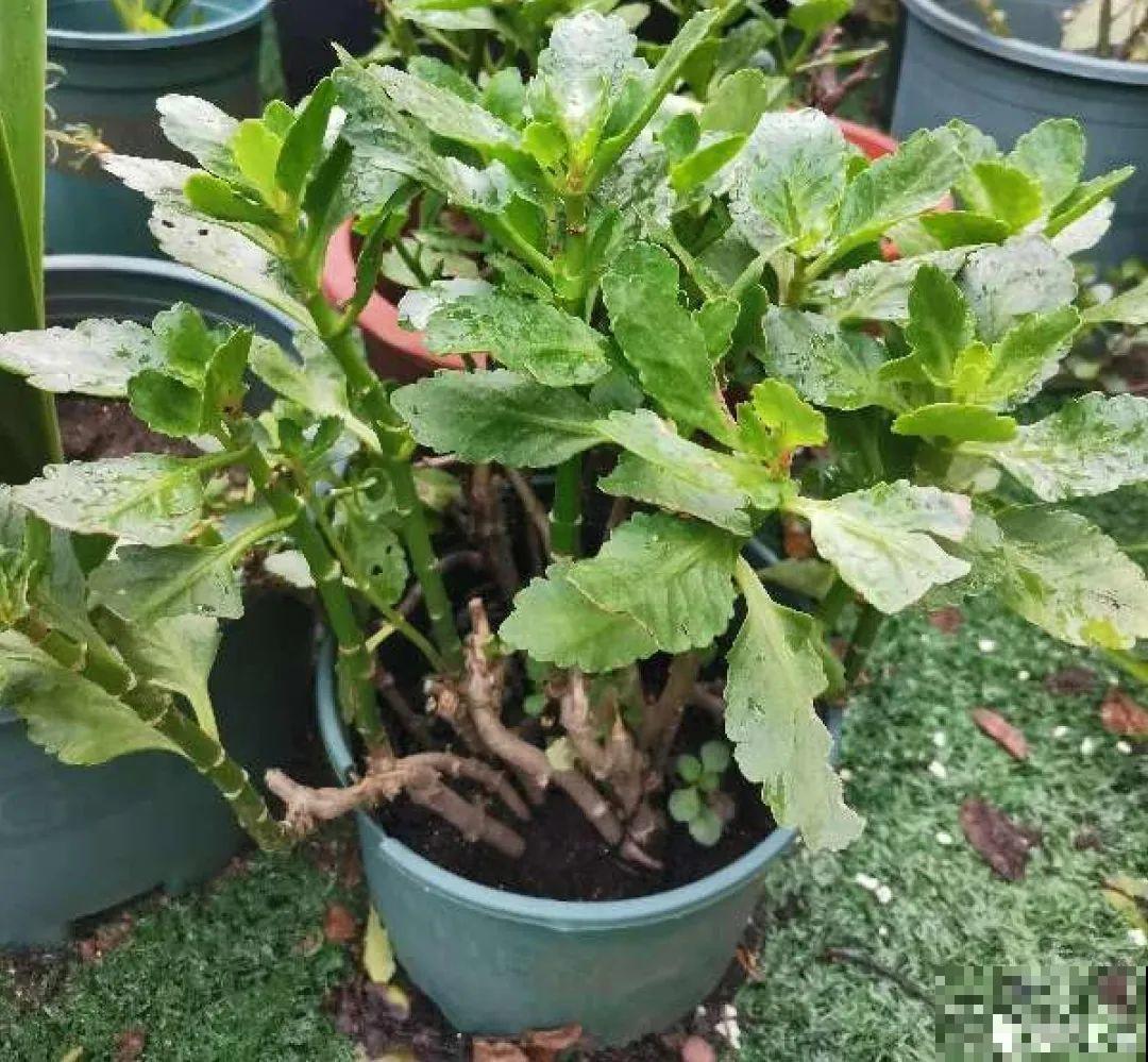 长寿花睡了一个夏天，终于要睡醒了，抓紧修剪才能继续旺长