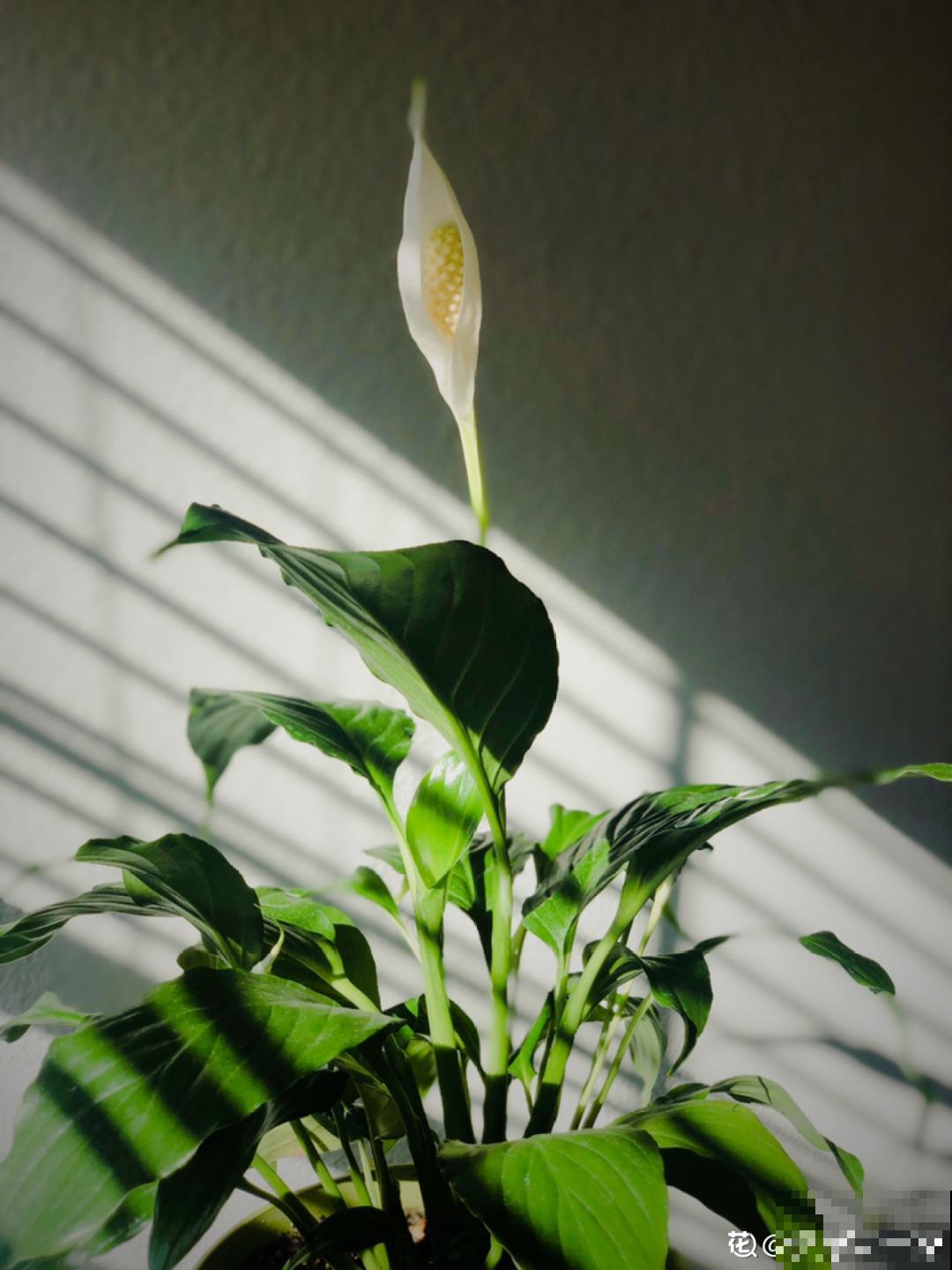 6种花,现在长的快,多浇水、勤施肥! 6种花,现在长的快,多浇水、勤施肥!