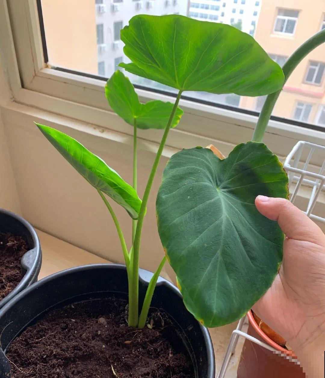 玉米地瓜，放久了自动变成盆栽，太好活了吧？