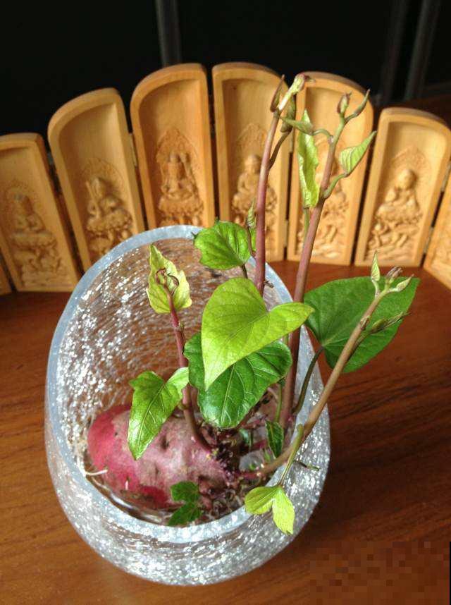 一个玉米头扔水里,三天长出小绿芽,一周变成小森林 一个玉米头扔水里,三天长出小绿芽,一周变成小森林