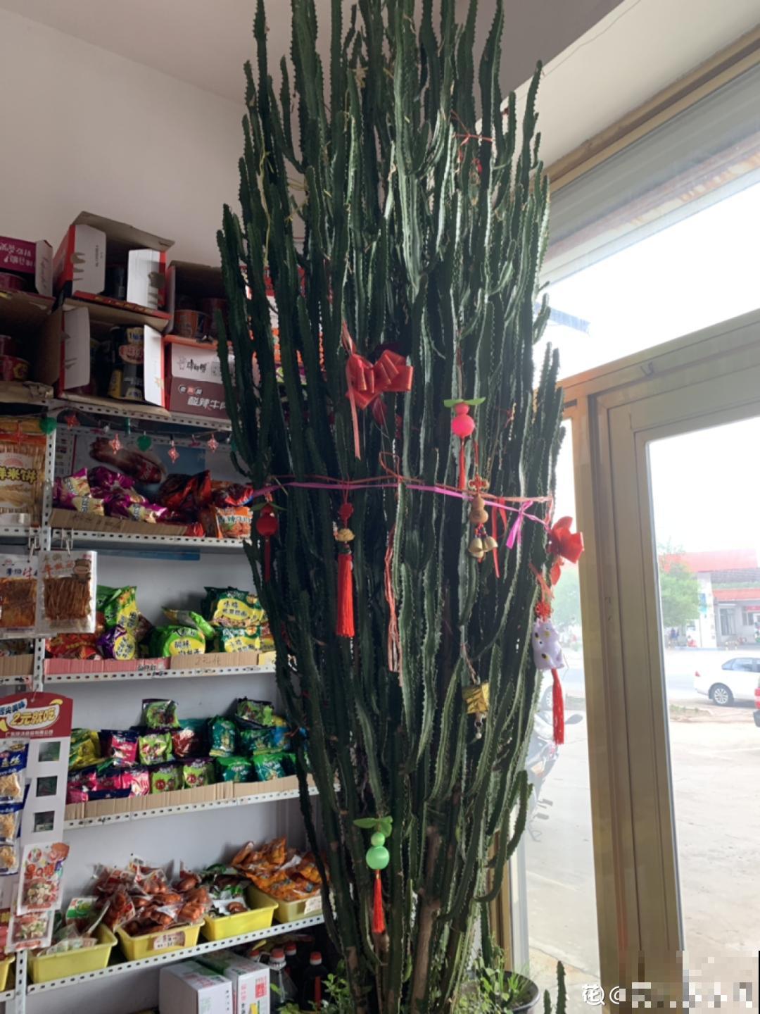 1米7的天竺葵，开花成瀑布，太震撼了