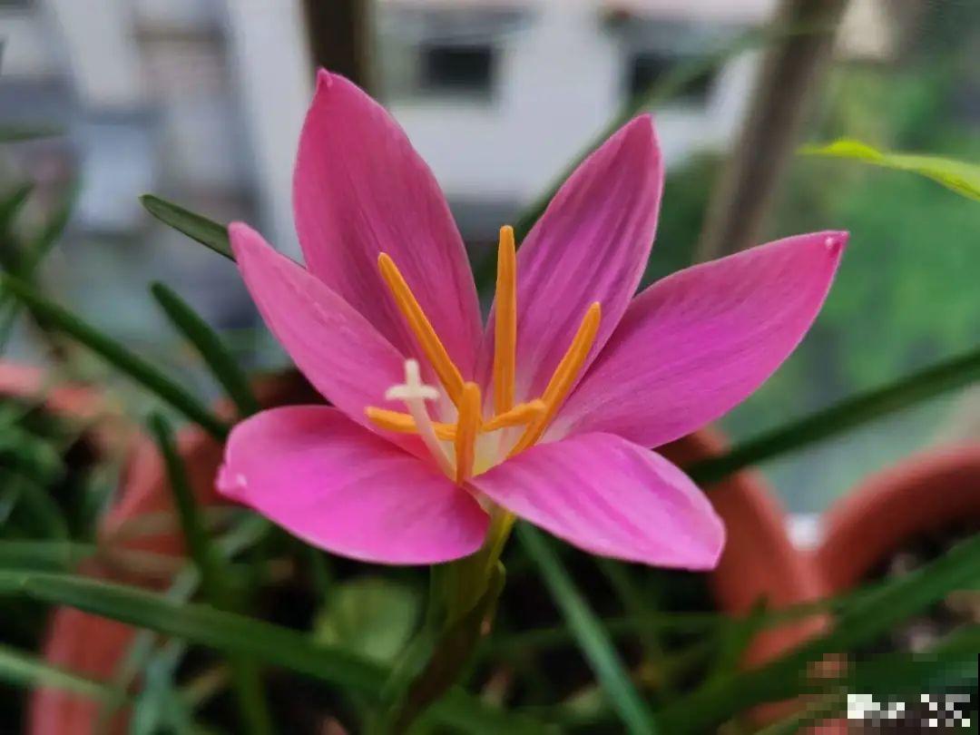 11种花,下个月就开花,现在养护是关键! 11种花,下个月就开花,现在养护是关键!