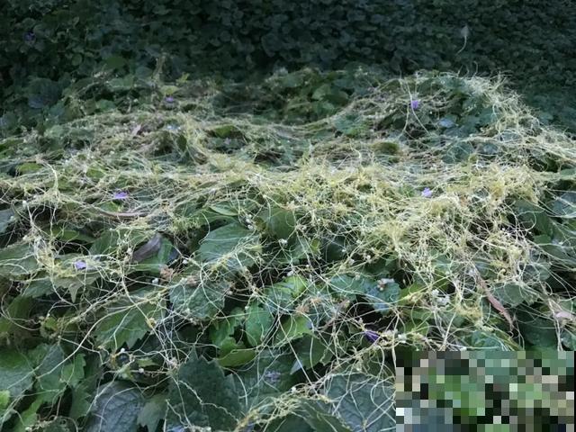 4种花就是吸血鬼，不能被缠上，否则死翘翘