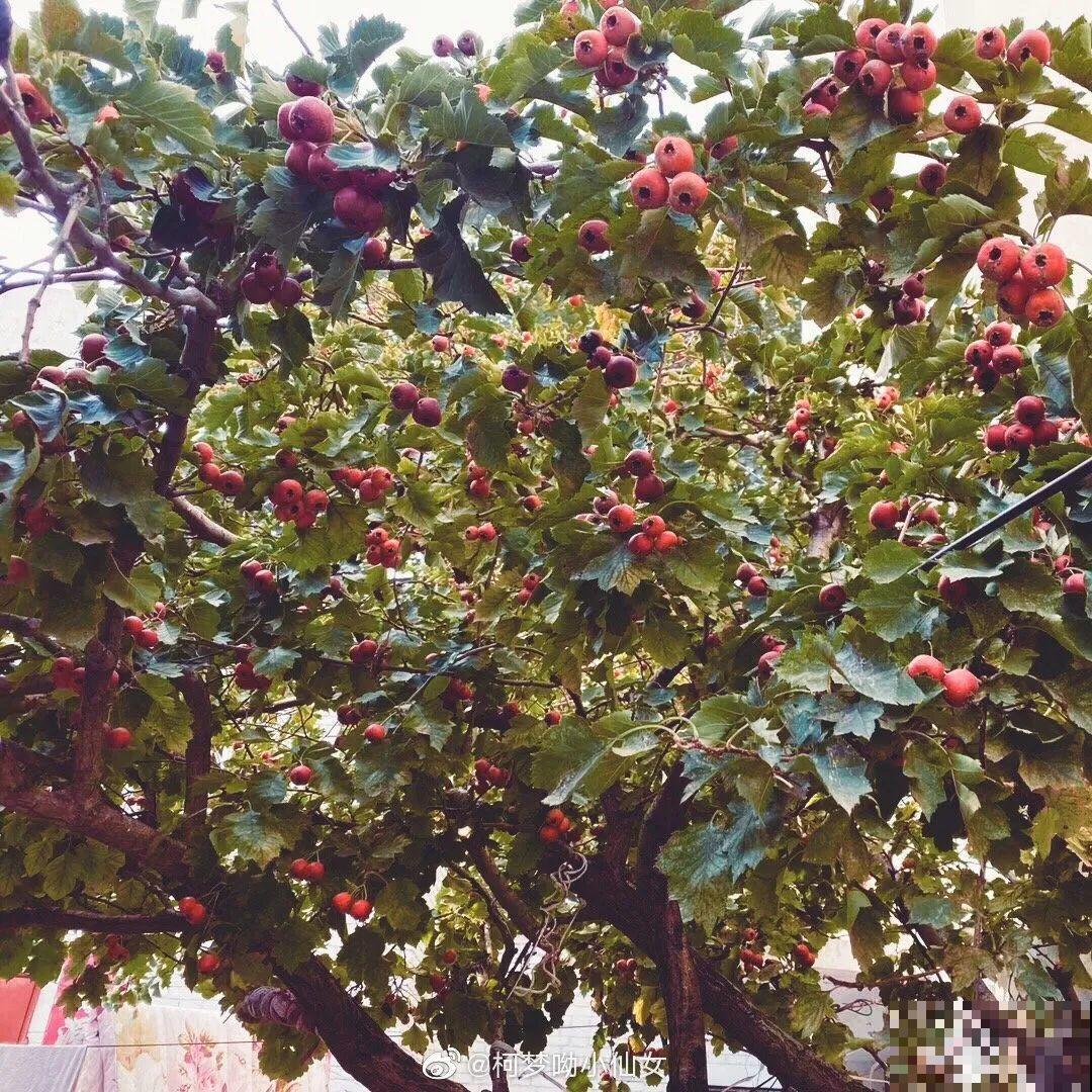 院子里种棵守家果树,镇宅风水好,旺人旺家 院子里种棵守家果树,镇宅风水好,旺人旺家