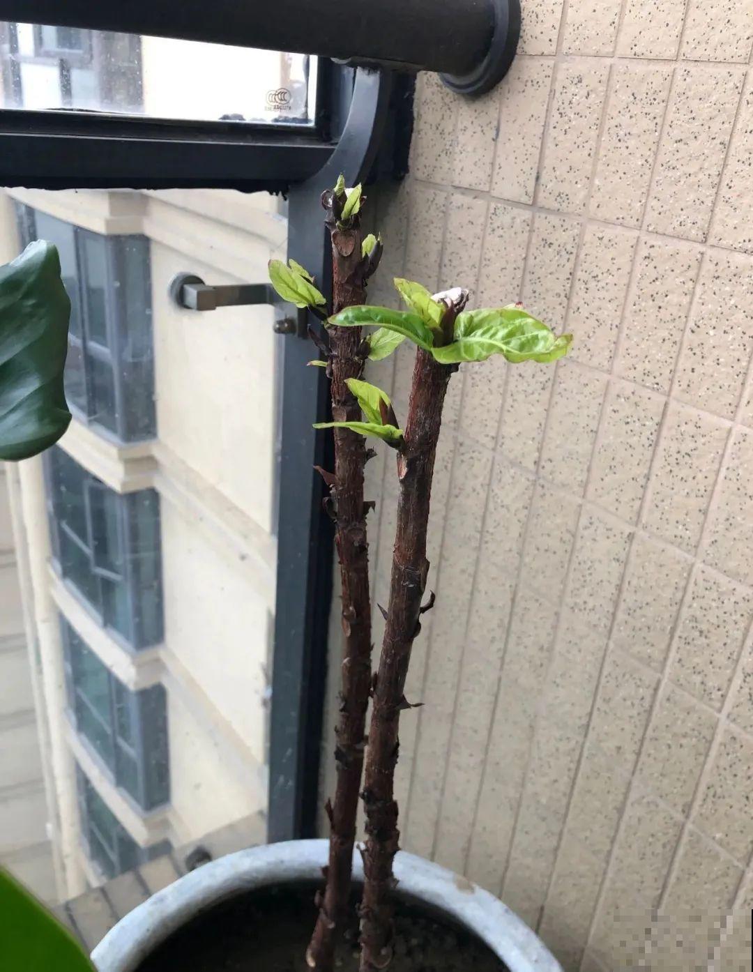 幸福树长太高，拦腰砍1刀，效果竟然这么好！