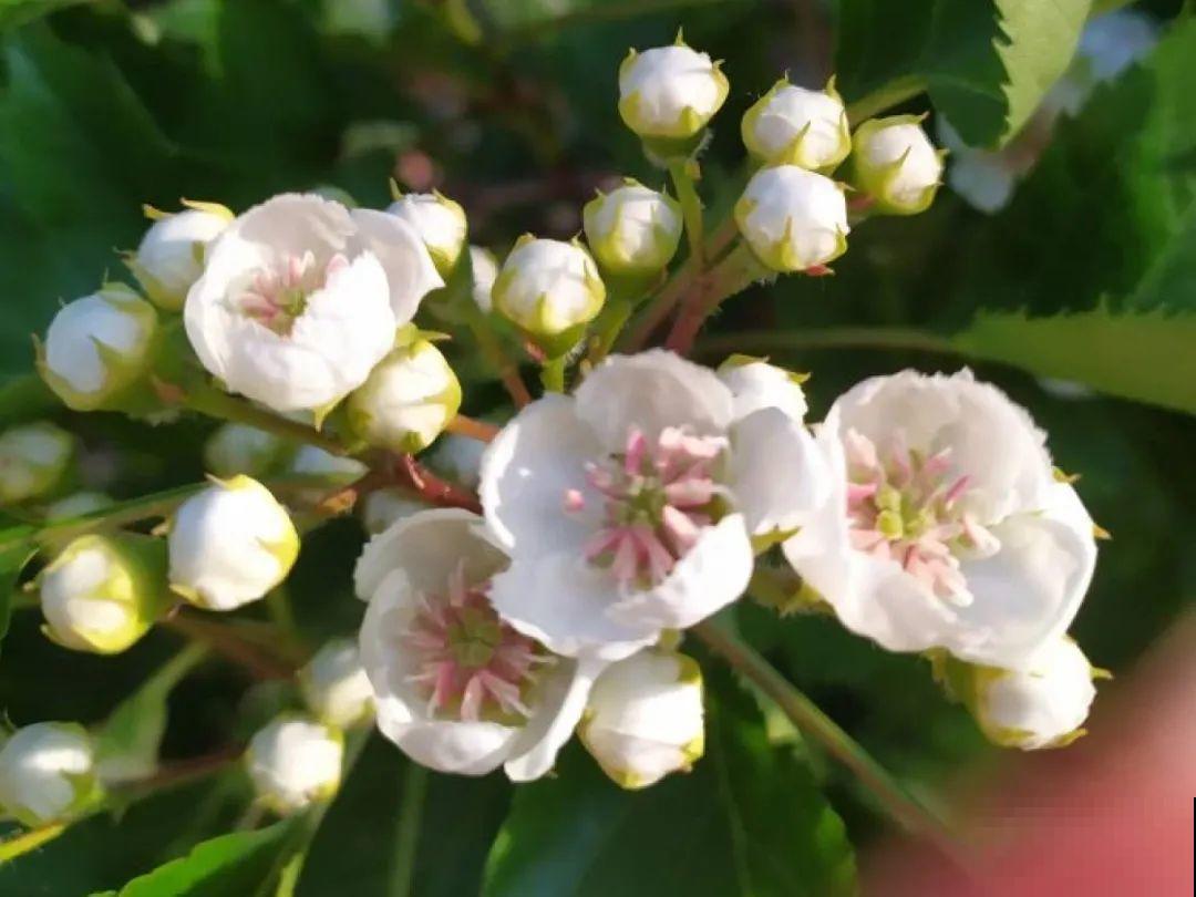 院子里种棵守家果树,镇宅风水好,旺人旺家 院子里种棵守家果树,镇宅风水好,旺人旺家