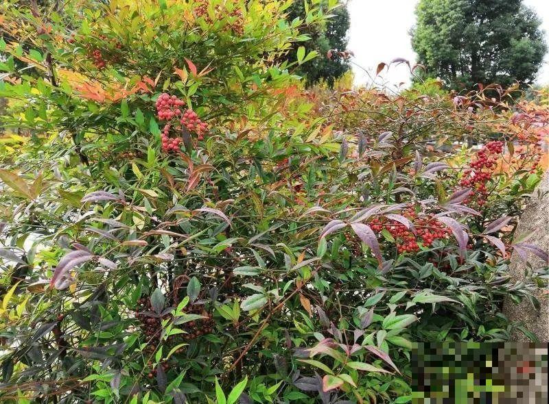 20种有毒花,出门别乱摘,有小孩的特别注意 20种有毒花,出门别乱摘,有小孩的特别注意