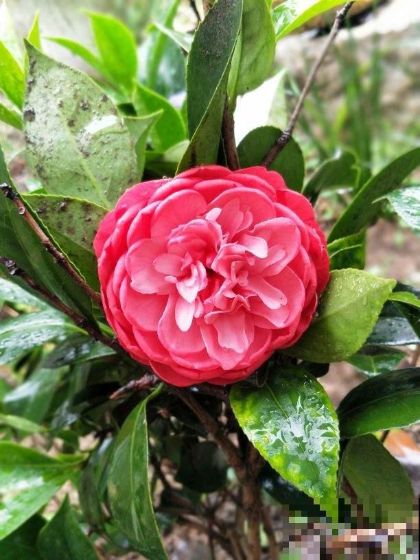 家里养桂花,初秋不要修剪,花芽都被剪没了 家里养桂花,初秋不要修剪,花芽都被剪没了