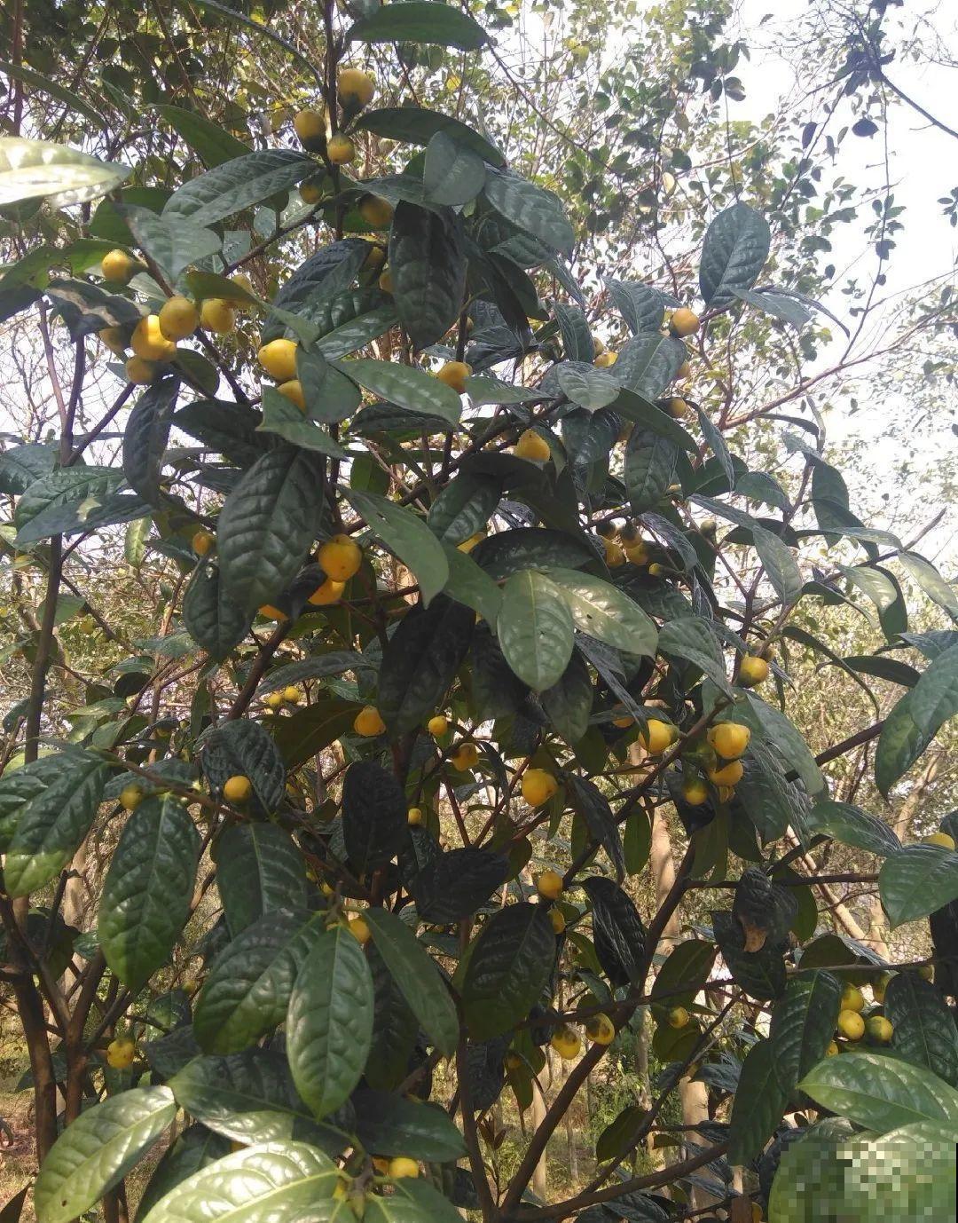 山上的雪莲,说摘就摘? 山上的雪莲,说摘就摘?