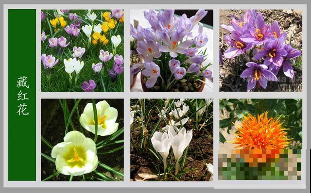 最齐全的《百花图谱》,珍藏起来,路边花都能叫上名! 最齐全的《百花图谱》,珍藏起来,路边花都能叫上名!