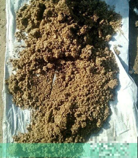 扦插有啥难？1根吸管，插活6盆花，太简单了！