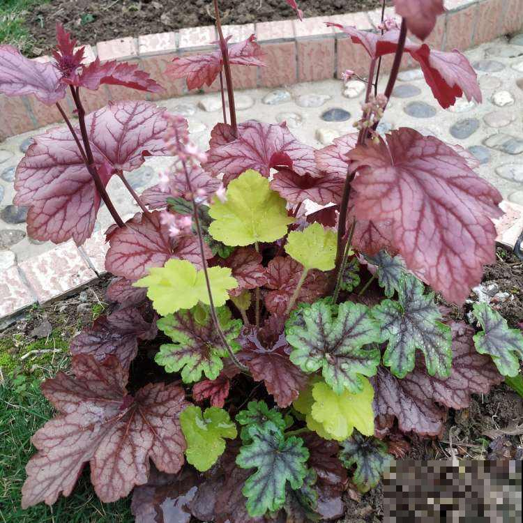 家里养羽衣甘蓝,仙气十足,冬天照样长得旺 家里养羽衣甘蓝,仙气十足,冬天照样长得旺